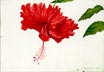 Deep Red Hibiscus, Three Leaves